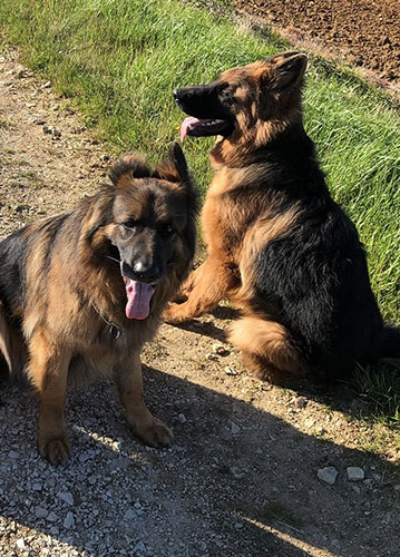 éducateur canin Angoulême