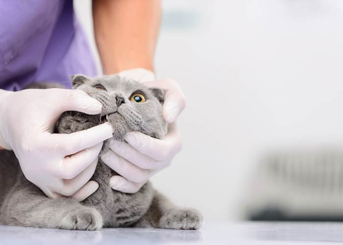 toiletteur chat Angoulême