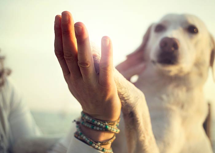 dressage canin Angoulême