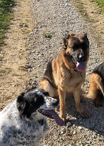 education canin Angoulême