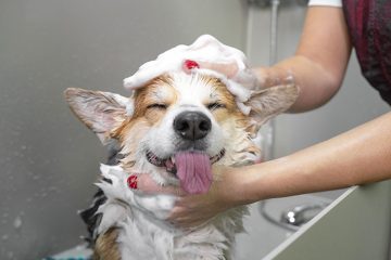 Toiletteur chien Angoulême