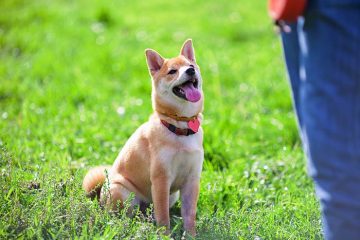 Dressage de chien Angoulême