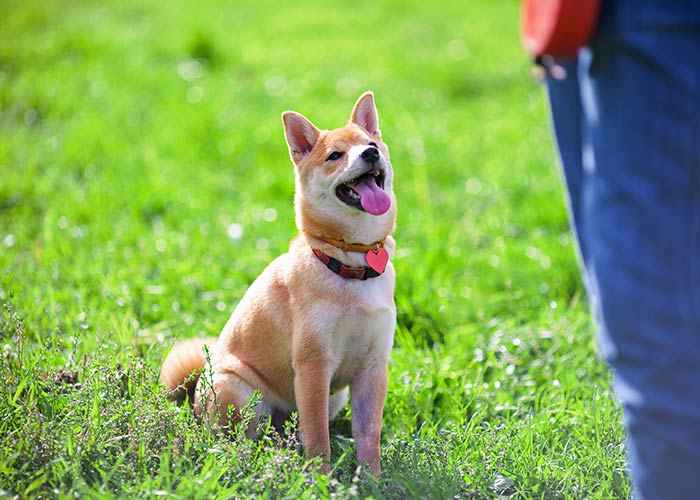 Dressage de chien Angoulême