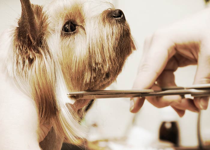 toiletteur de chien Angoulême